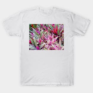 Honolulu Rhoeo spathacea T-Shirt